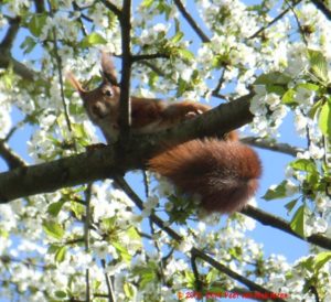 Eichhörnchen in blühendem Baum - mit großen Kinderaugen schauen