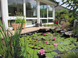 Seerosen auf dem Teich vor Wintergarten - Berührungscoaching