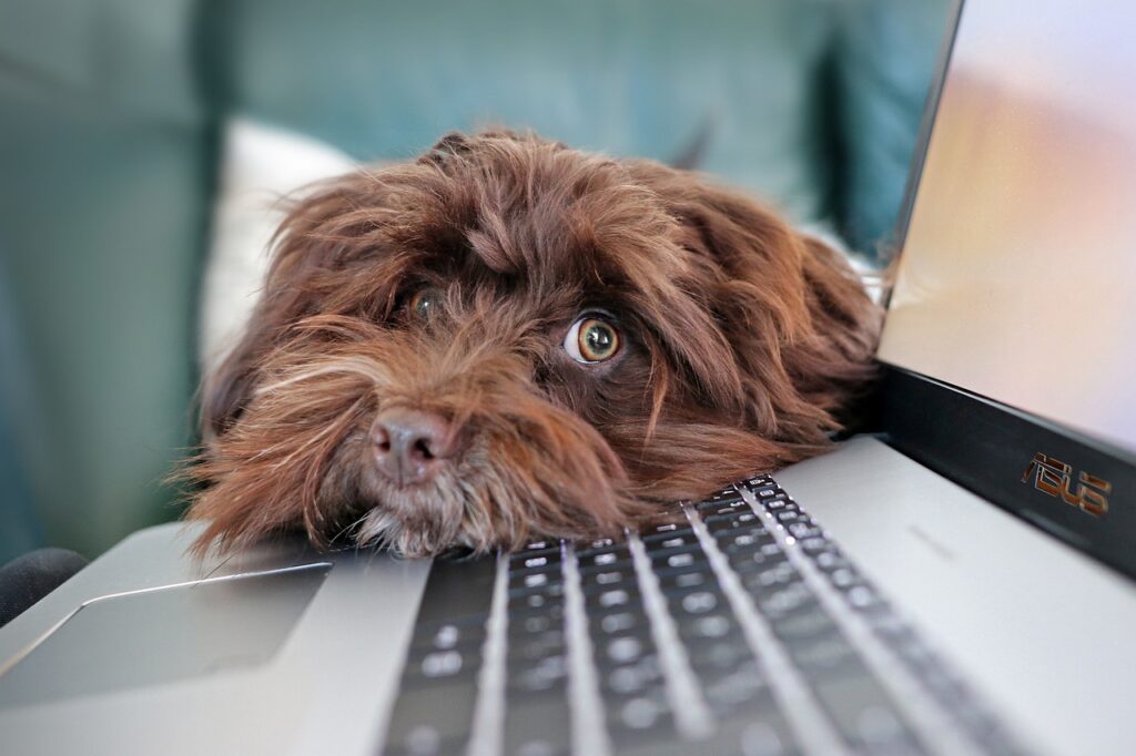 Hund legt Kopf auf PC - IT-Unterstützung
